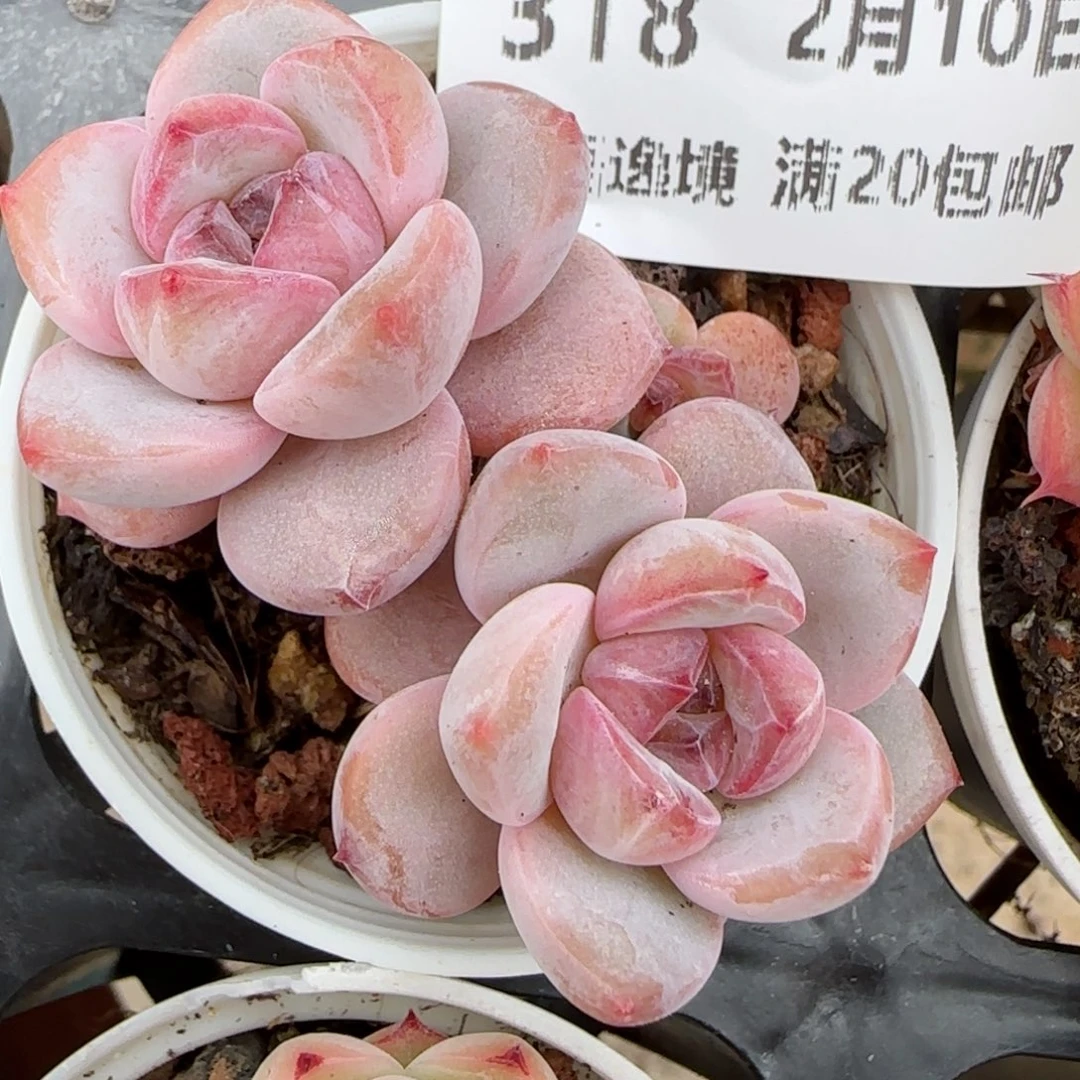 芒**丁花语逸境0210-318