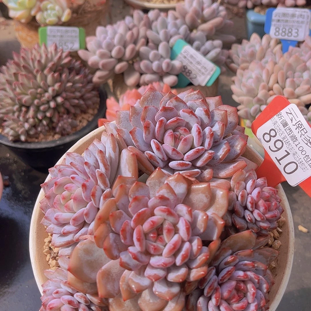 8910星星橙多肉植物