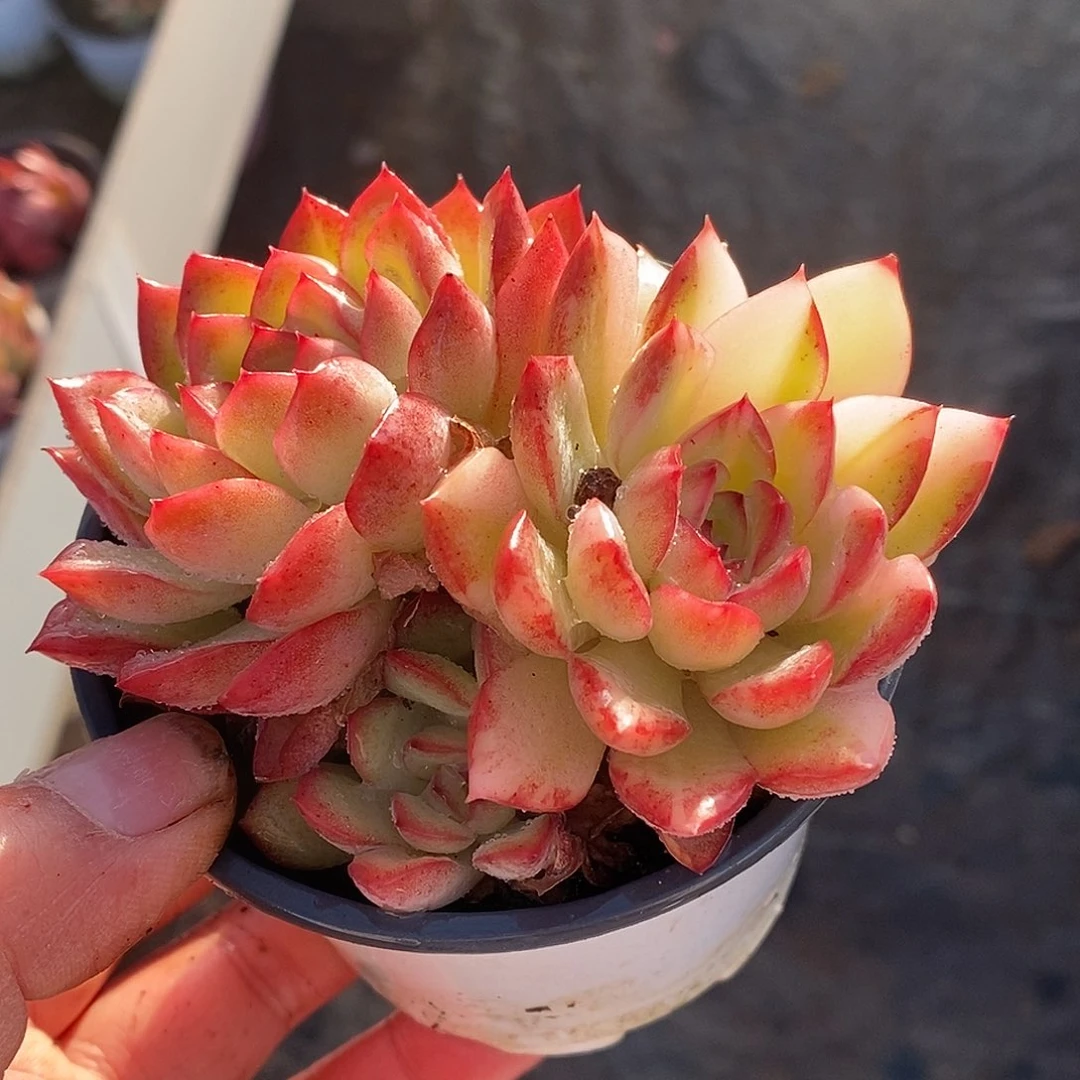 254哈哈哈哈哈哈哈去