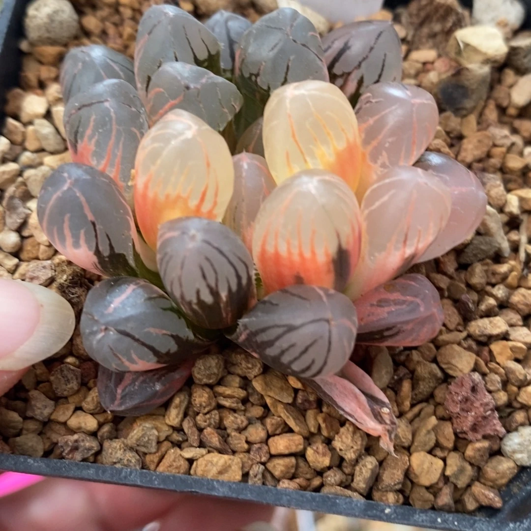 2红太阳玉露锦一物一拍