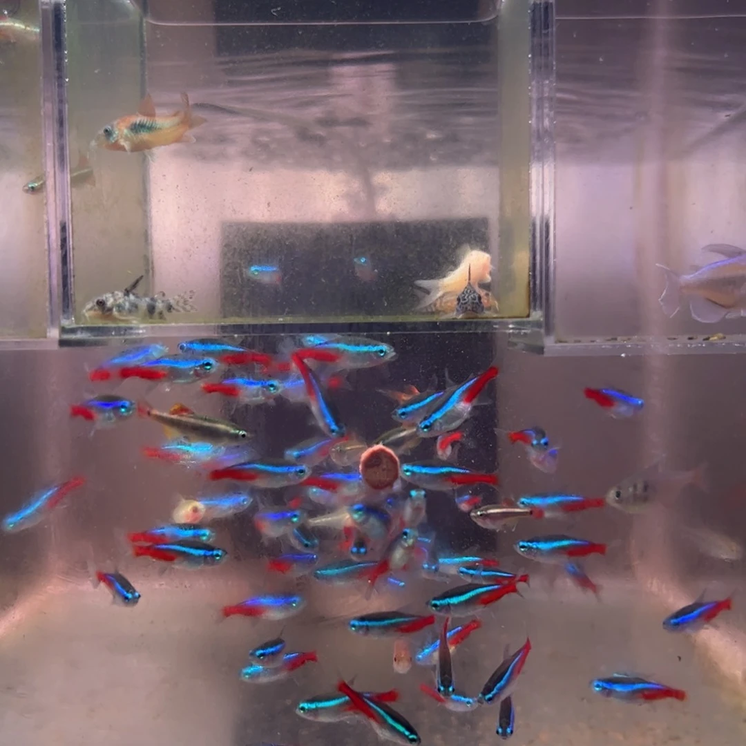 激***虫海水3-4厘米随机神仙