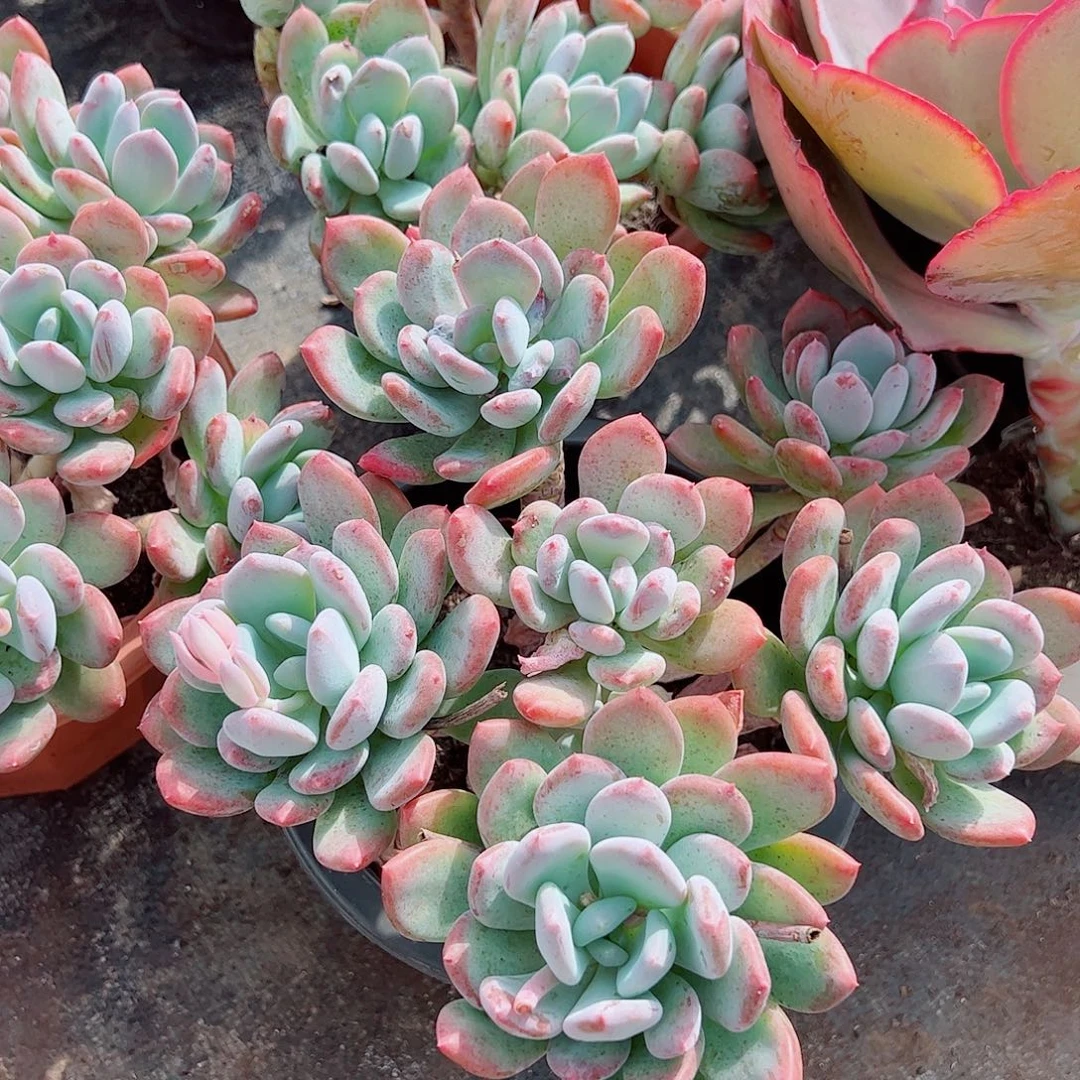 灰姑娘多头群生老桩特价