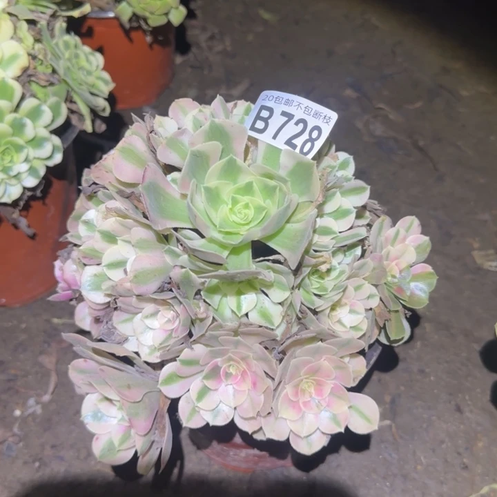 女巫……多肉植物的