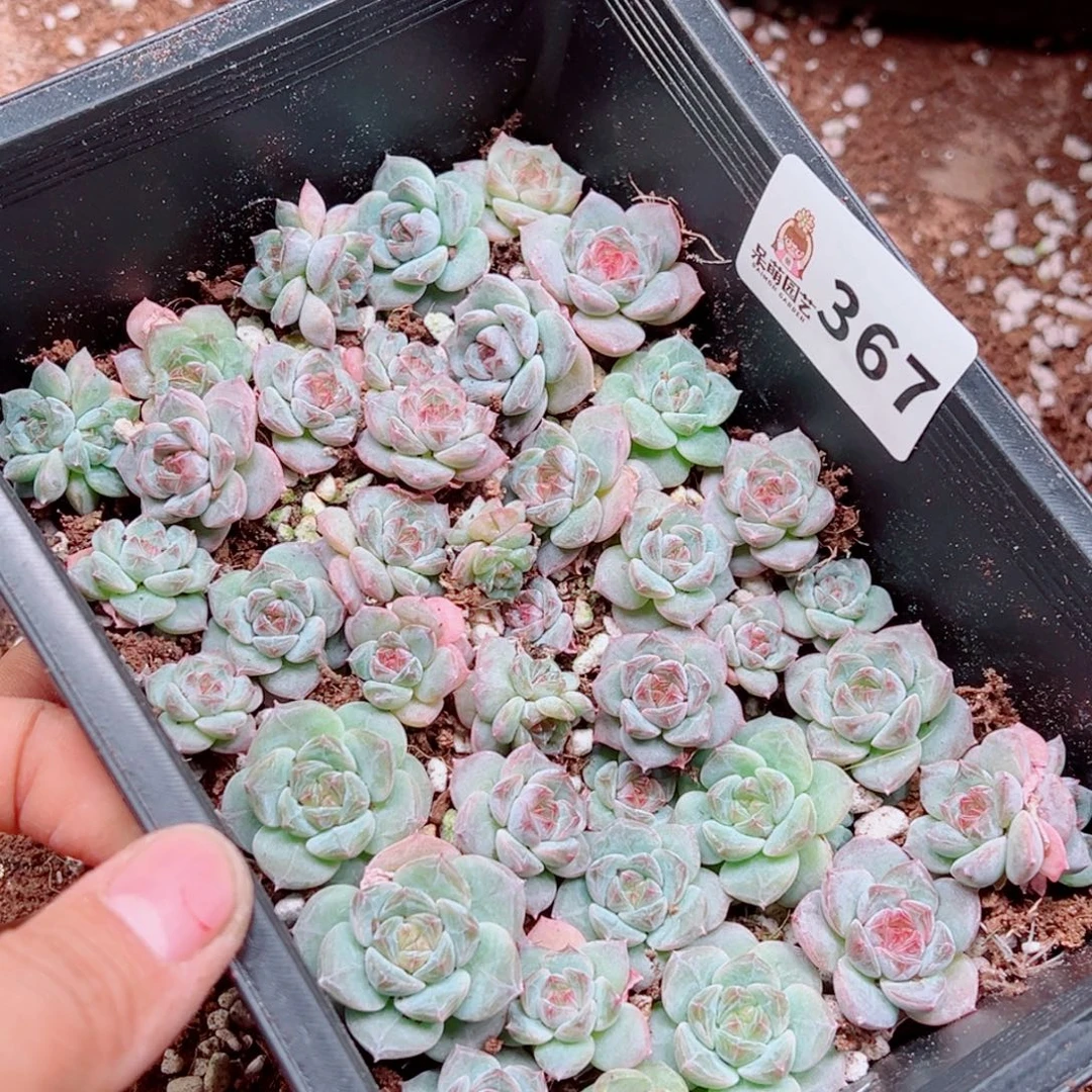 *****多肉植物多肉植物