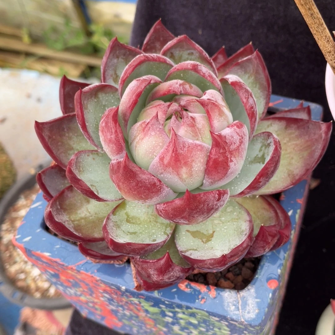 多肉植物盆栽多肉10