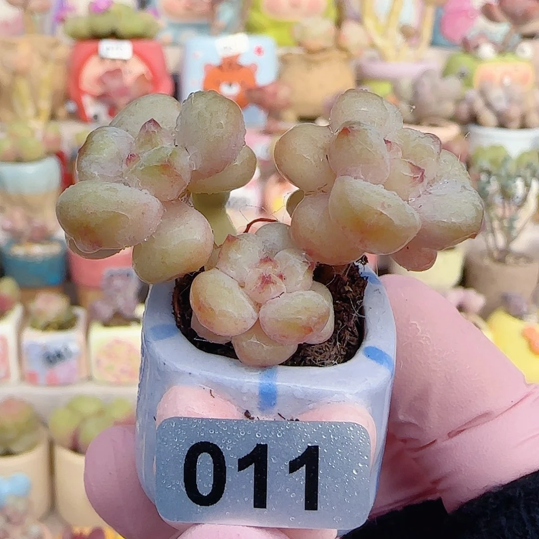 阳光玫瑰 盆口2.5cm