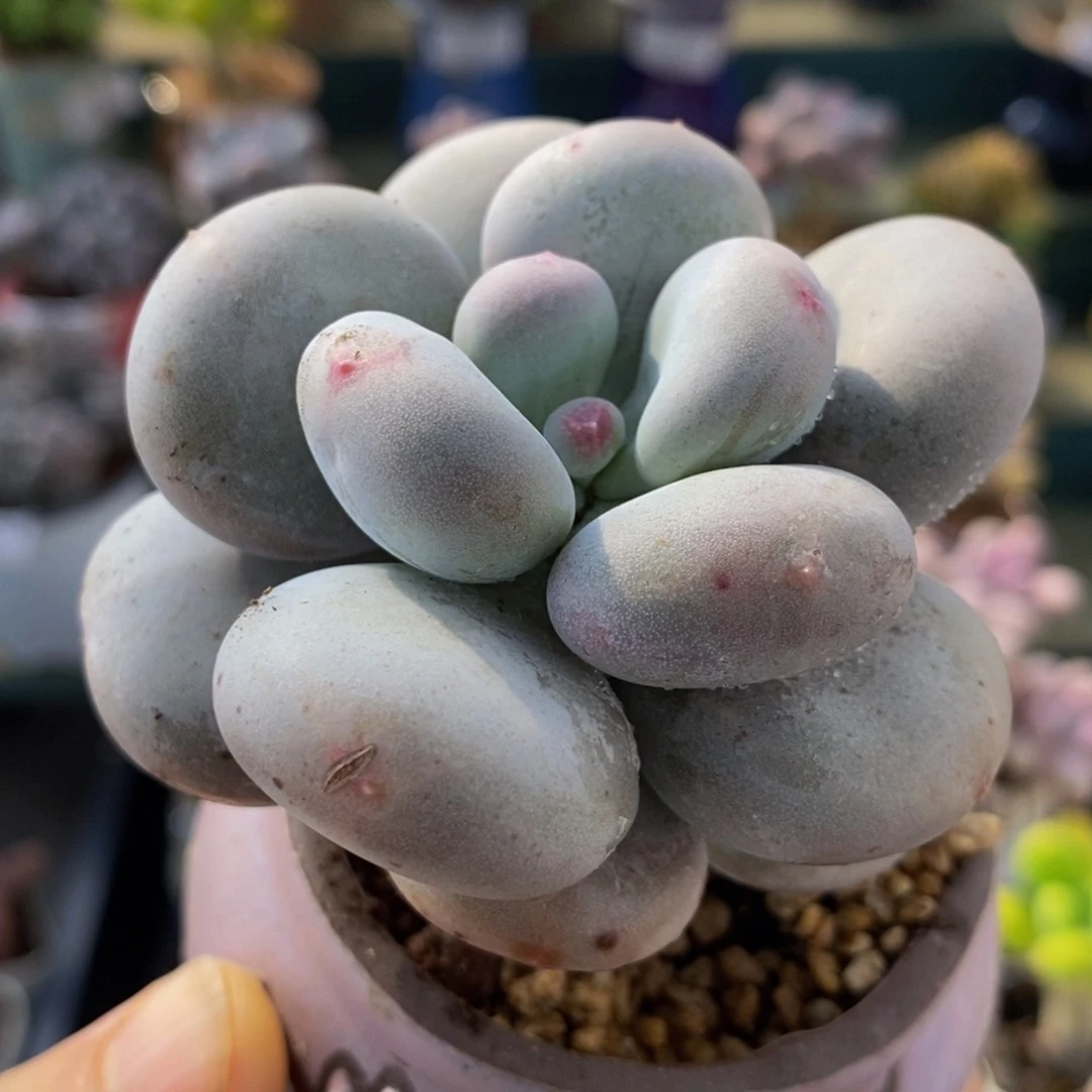 553 黄金鸡蛋大叶奶酪7 厘米