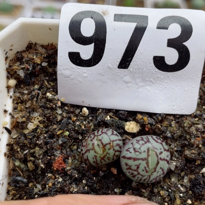 973超墨rr714脱土