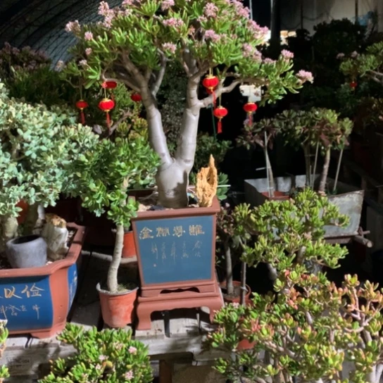 猫*纤纤玉指精品老桩