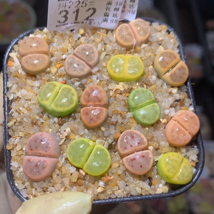 爱*精品生石花225.312