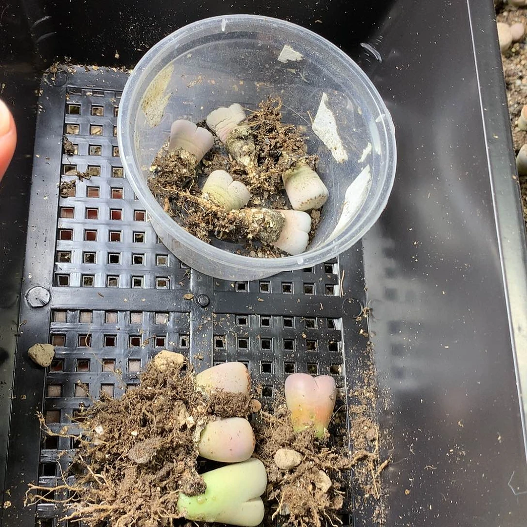 且****8K310多肉植物保护