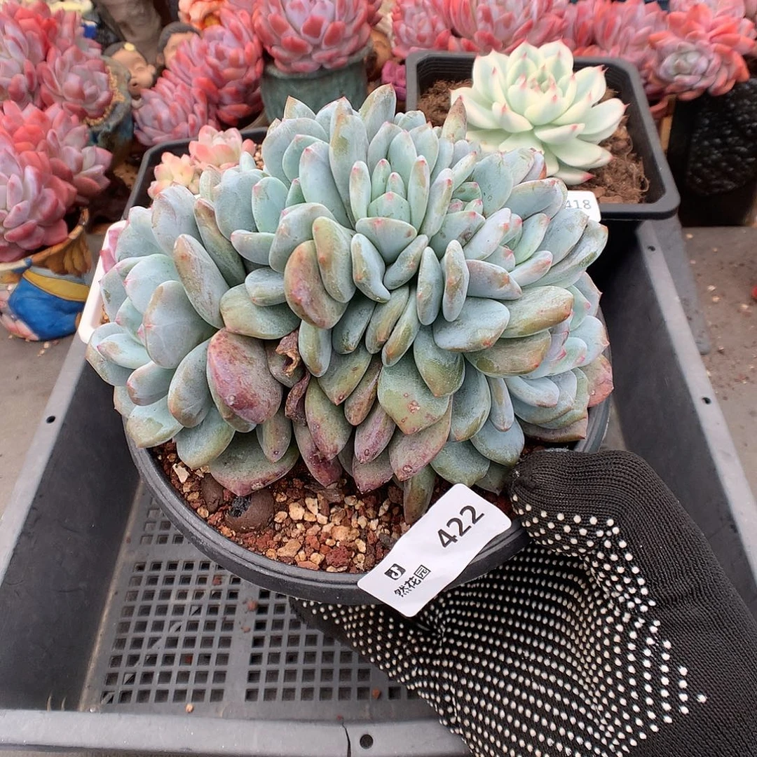 422星影綴化多肉植物