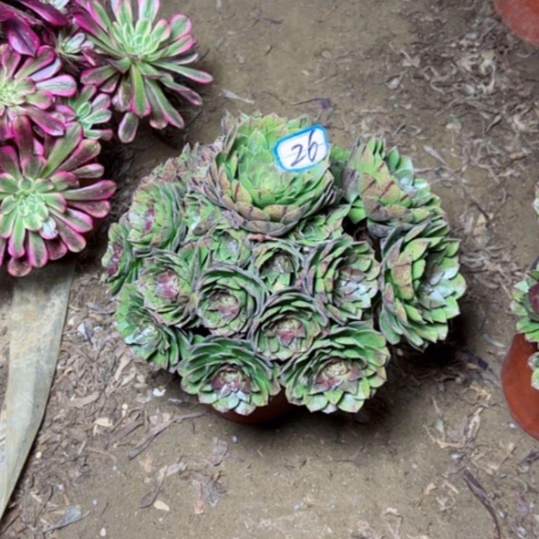 【闪购商品】多肉植物万拉丝26