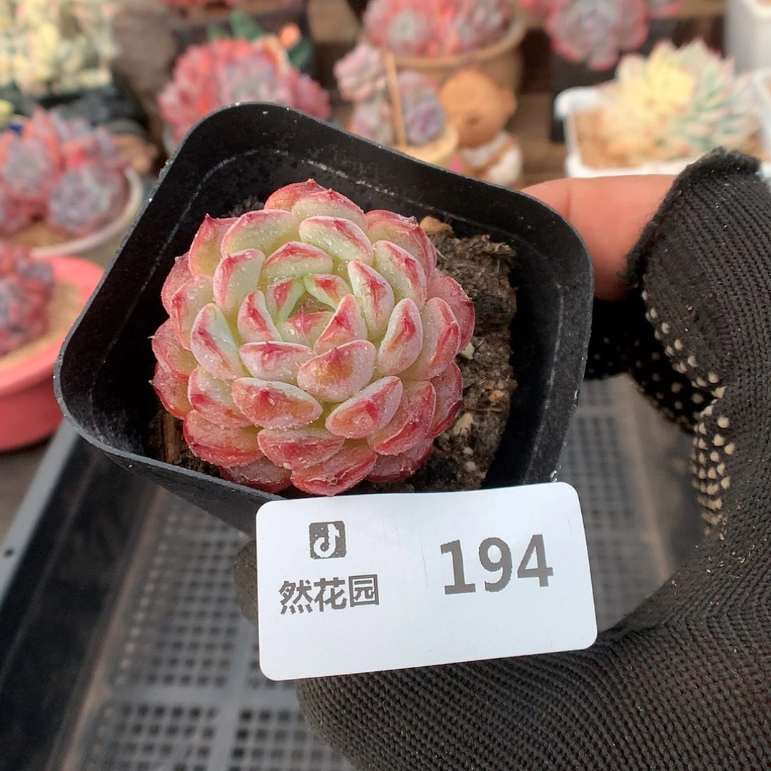 194白胖多肉植物6666