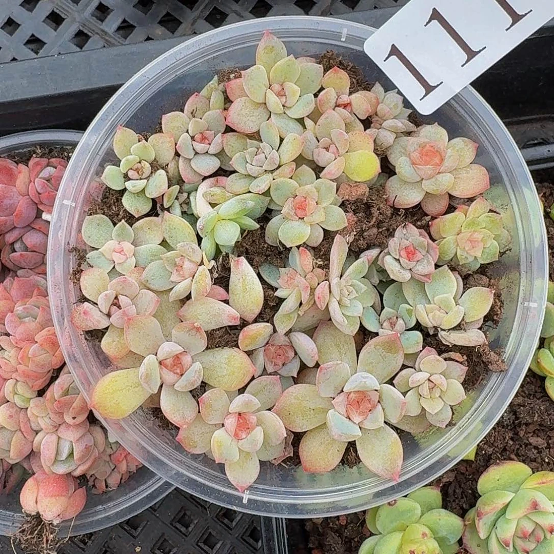 多肉植物多肉植物111