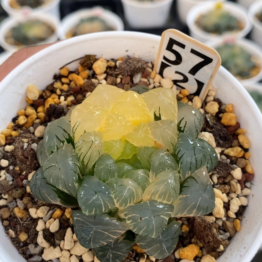 不开花植物572玉露