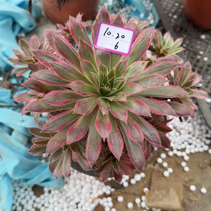 惊鸿多肉植物绿植6