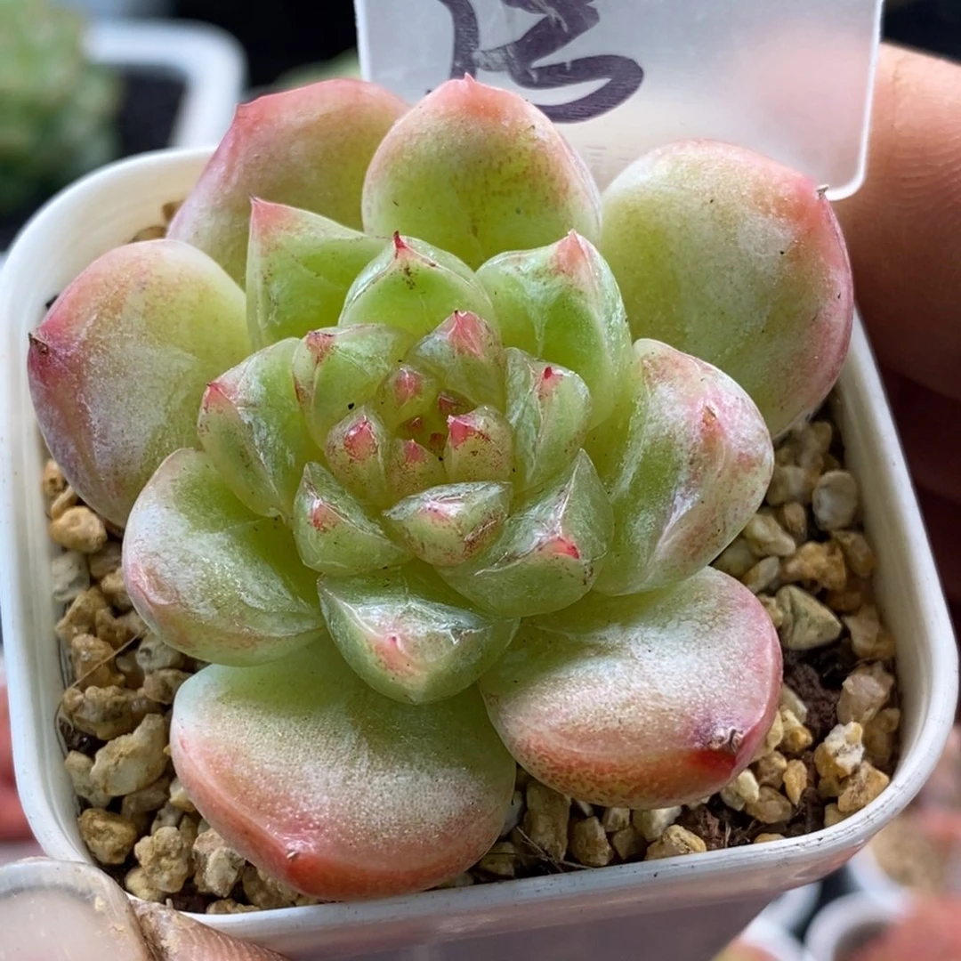 天官赐福百无禁忌