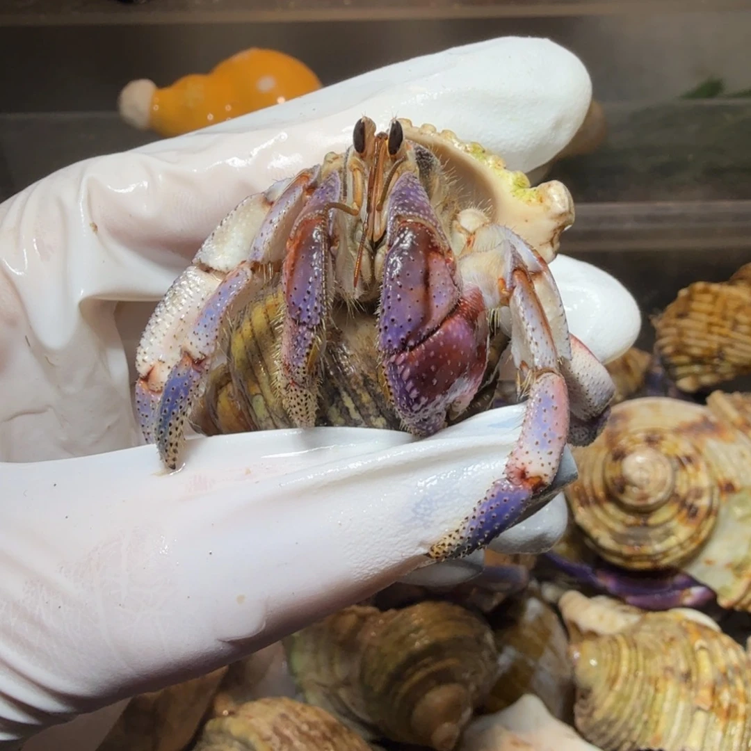 2.3口梅果蛋糕色