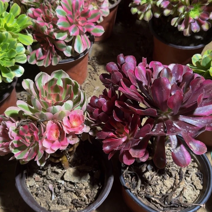 粉女巫➕美杜莎9.9