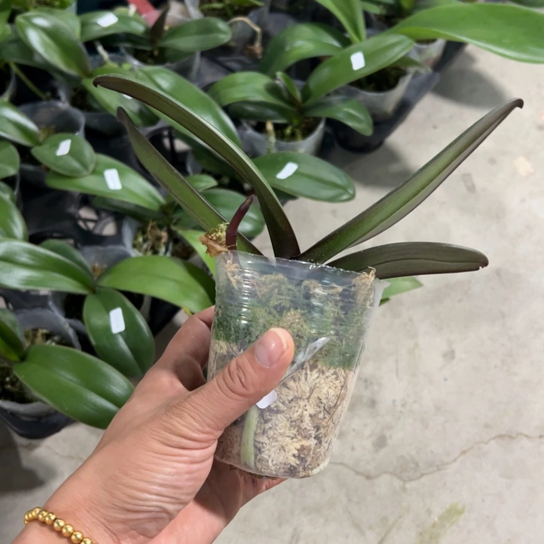 当前无花栽培后可以开花带剑纳博纳浮力请凑单一颗不发货