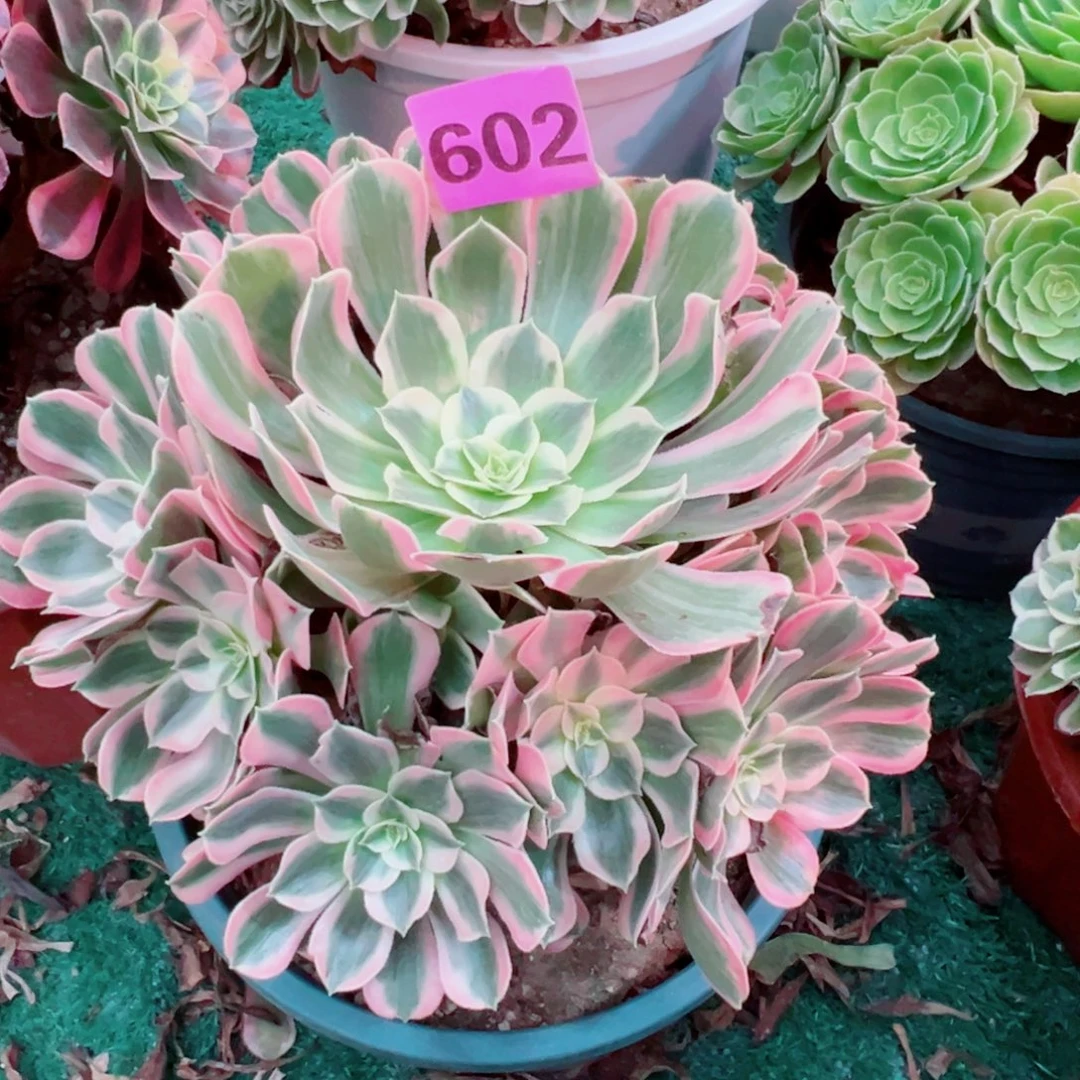 602男神法师多肉植物
