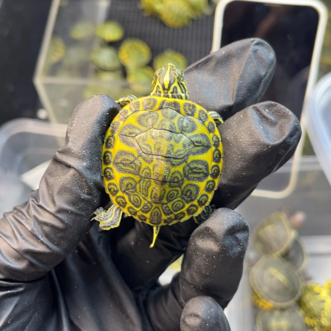 【闪购商品】火焰龟