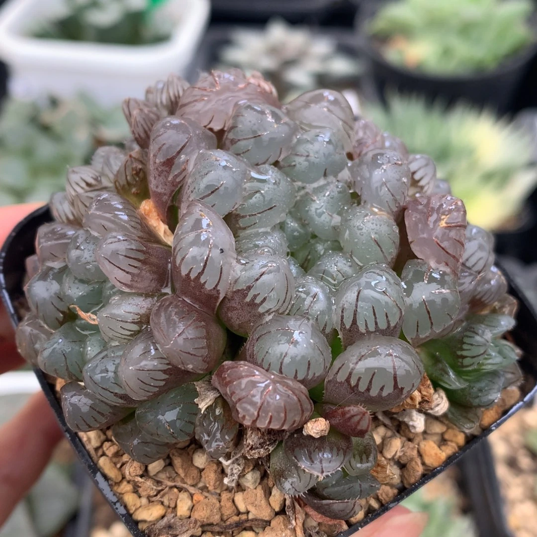 群生紫镜玉露，带盆一起