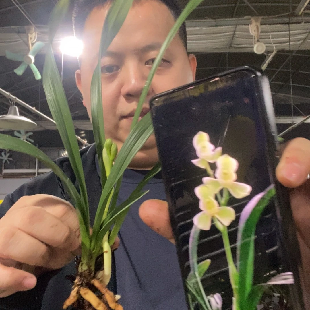 当前无花栽培后可以开花掌上明珠