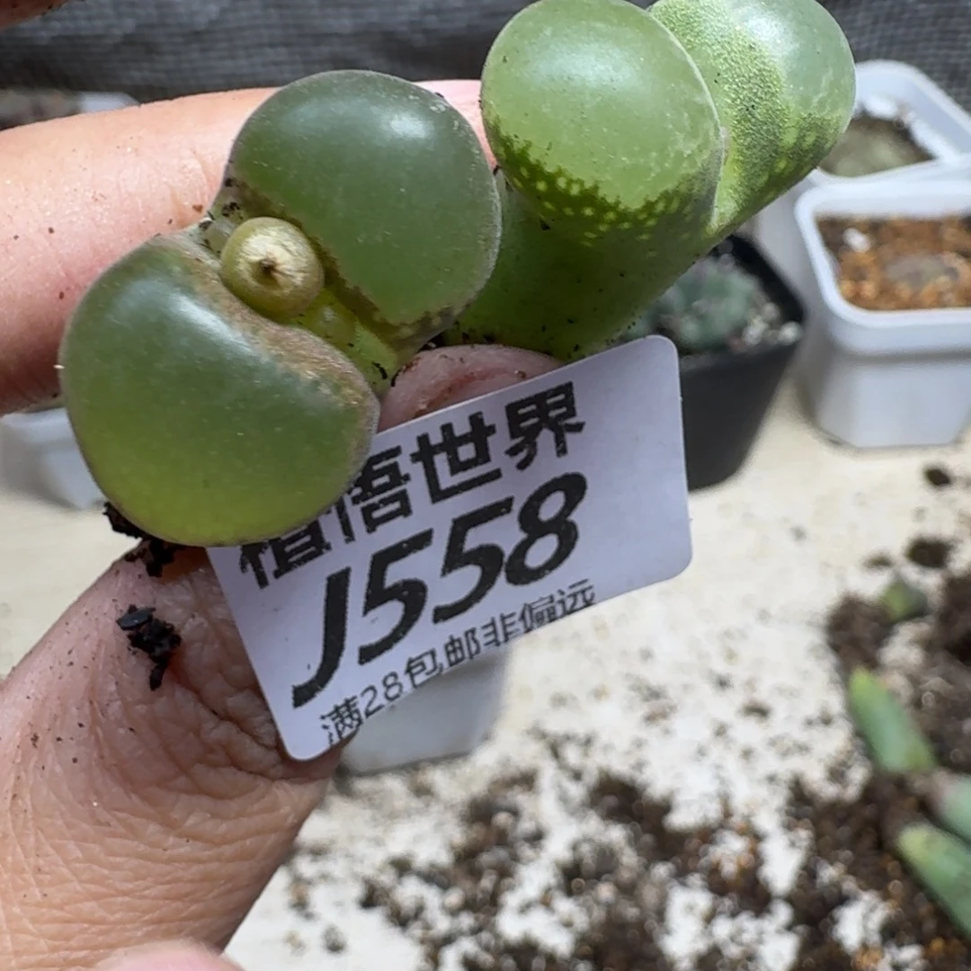 多肉植物的润泽eghh