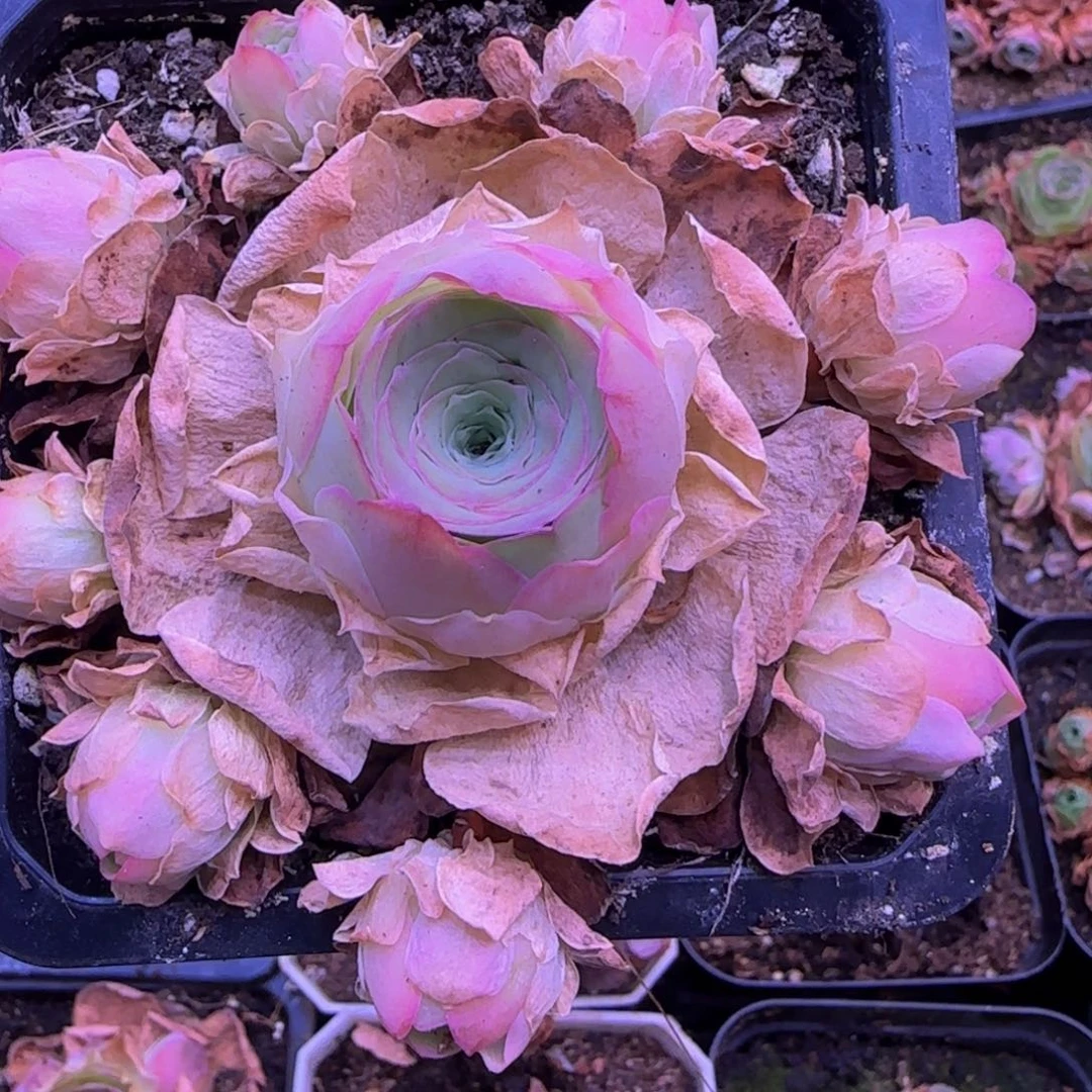 福利2585585566969956666