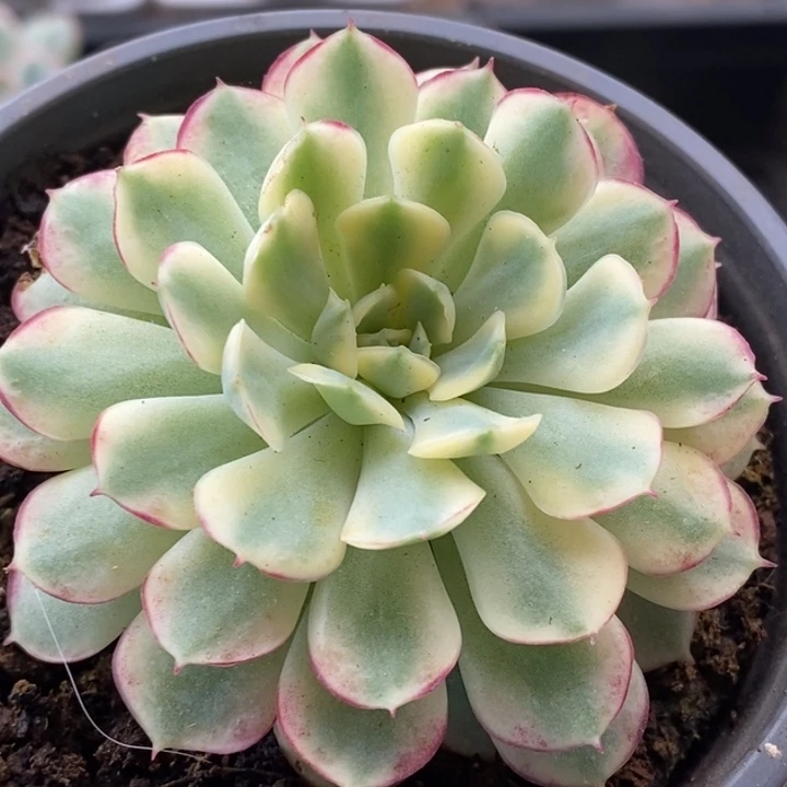 梦幻玫瑰渐酒空金榼