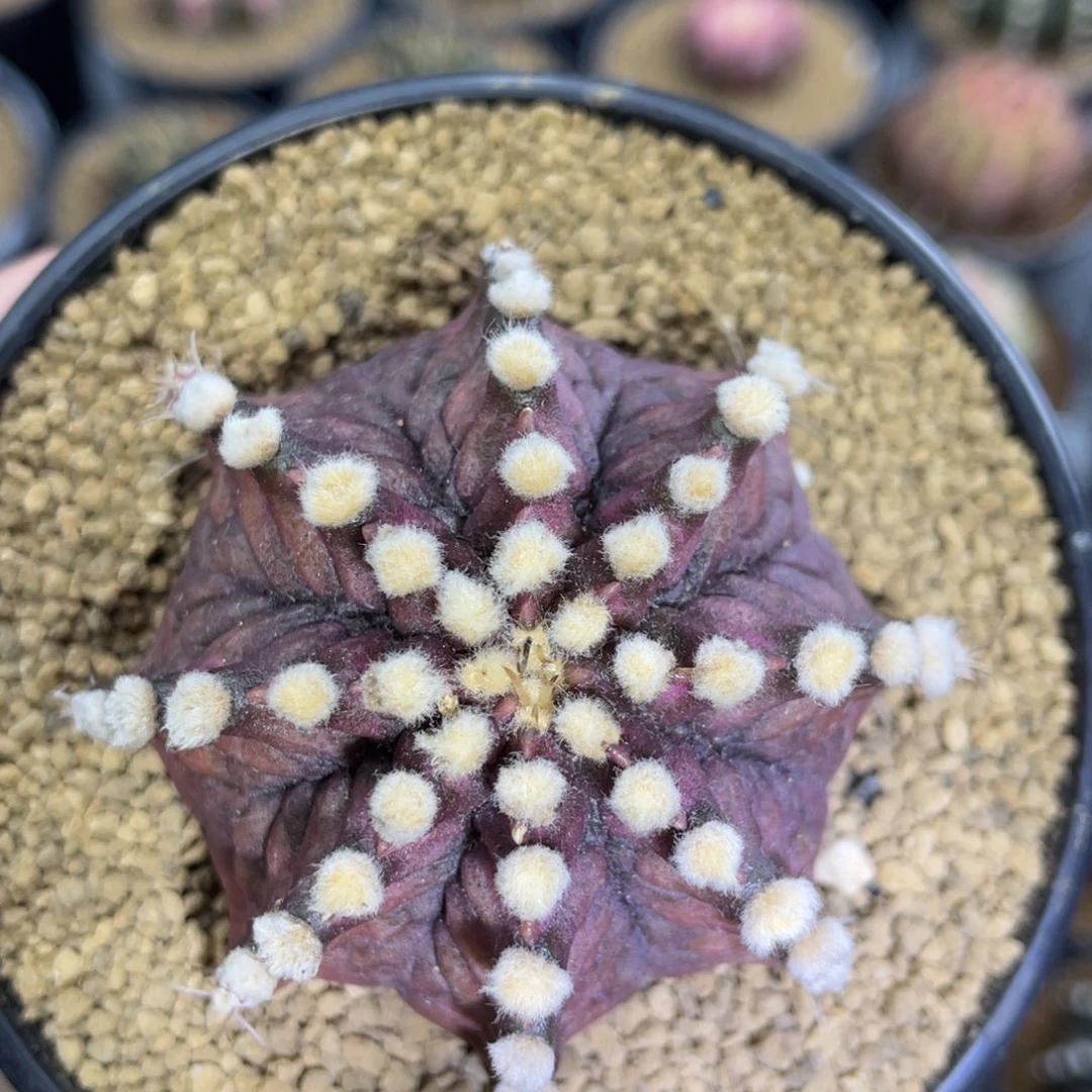 米哈星球00000008