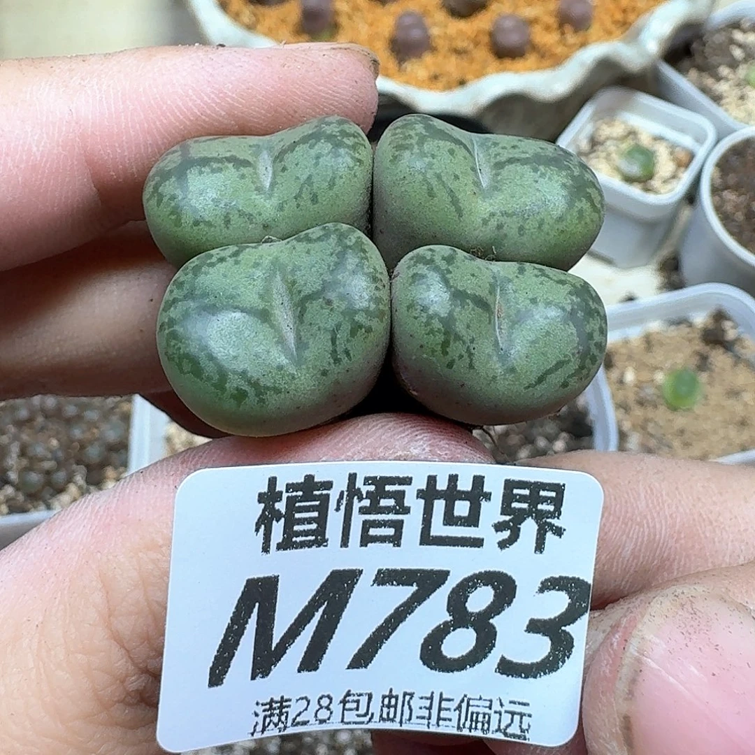 多肉植物的润泽肉饭