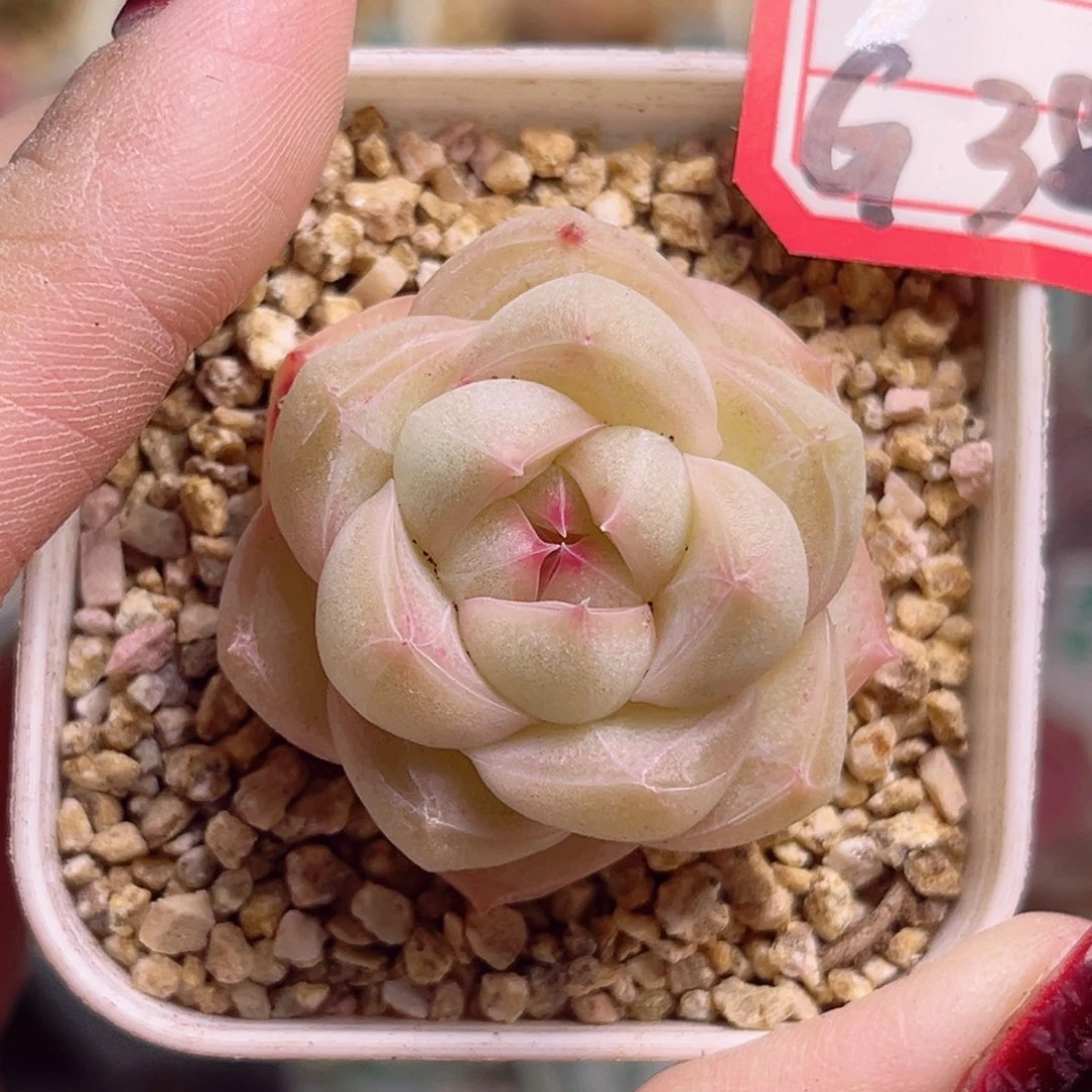 G381一物一拍 光芒