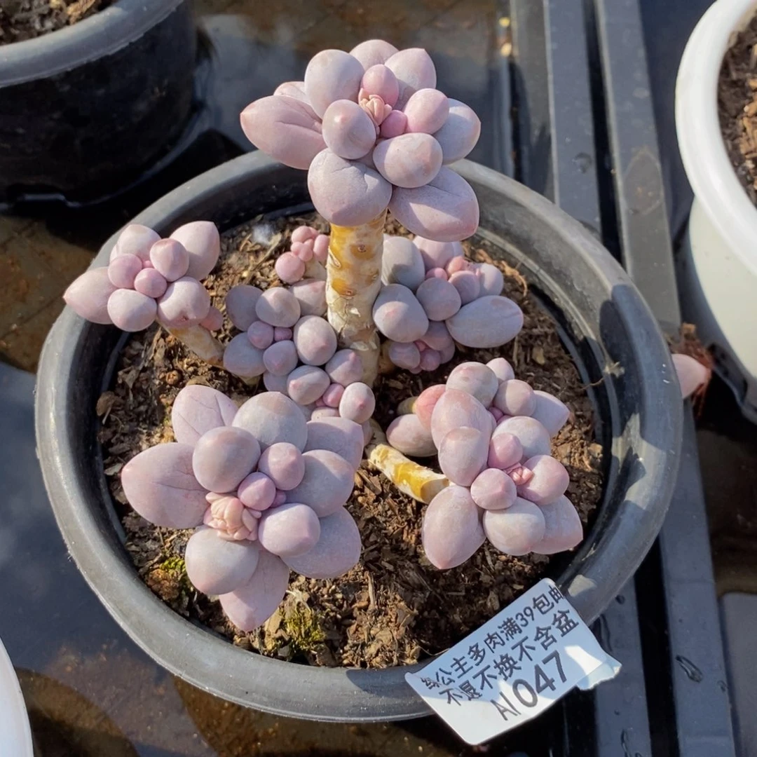 香水手指047/10c m