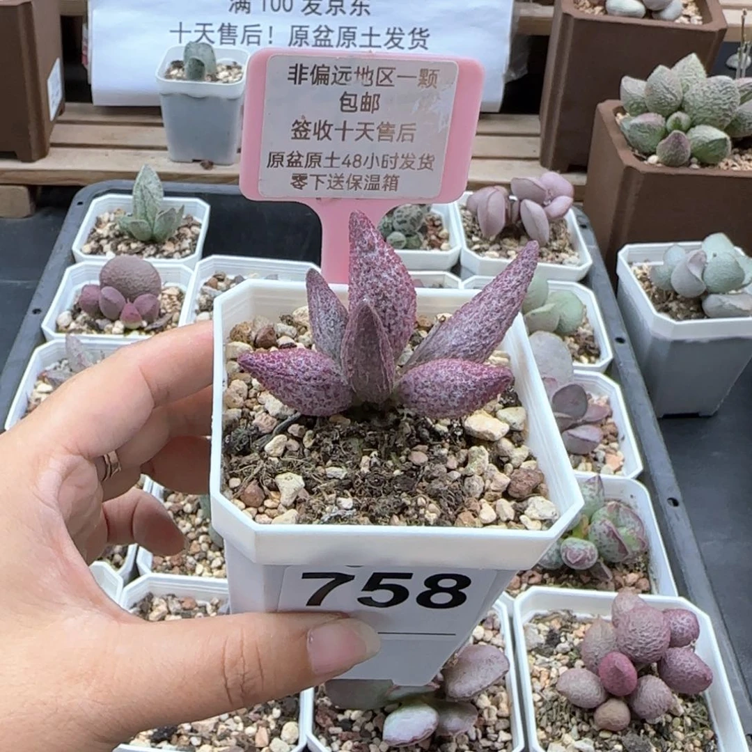 758猪尾巴多肉植物