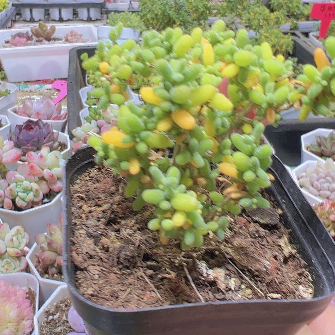 米粒枝干19包邮多肉植物