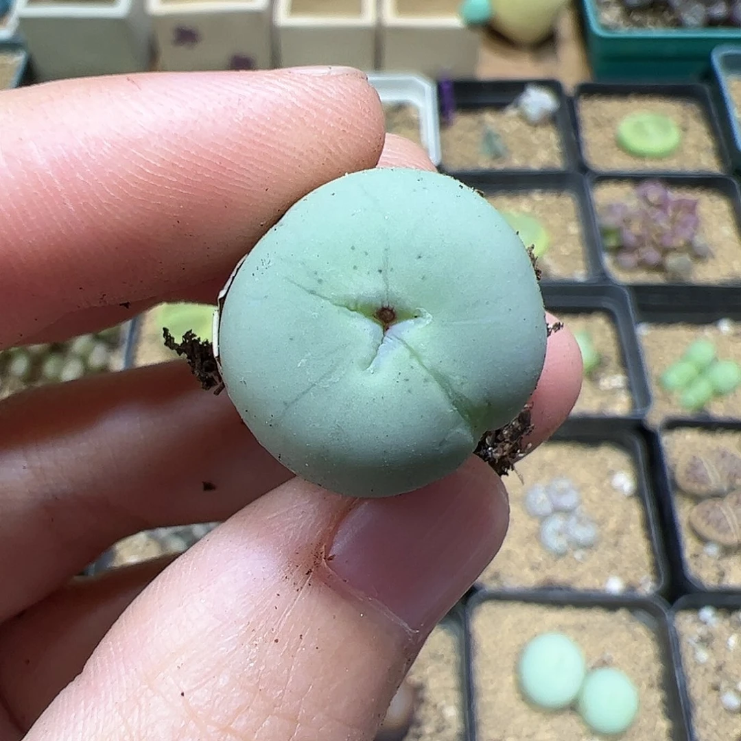 【闪购商品】200 鸽子蛋缀