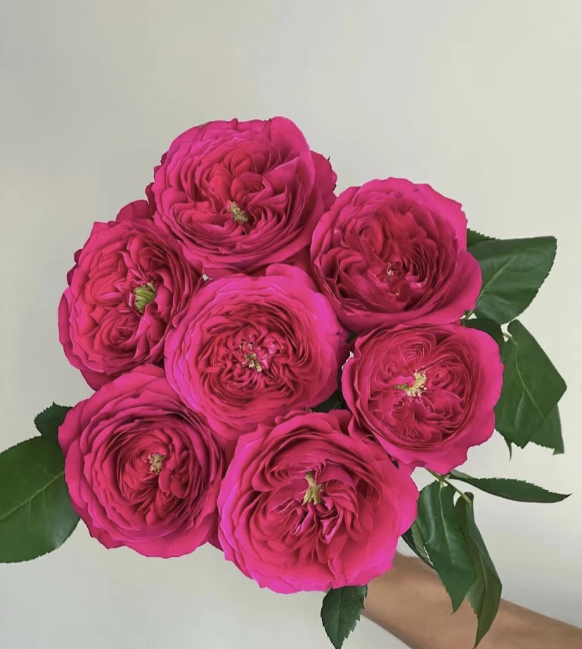 百利信达西玫瑰10支稀有奥斯丁花型“两单顺丰包邮”