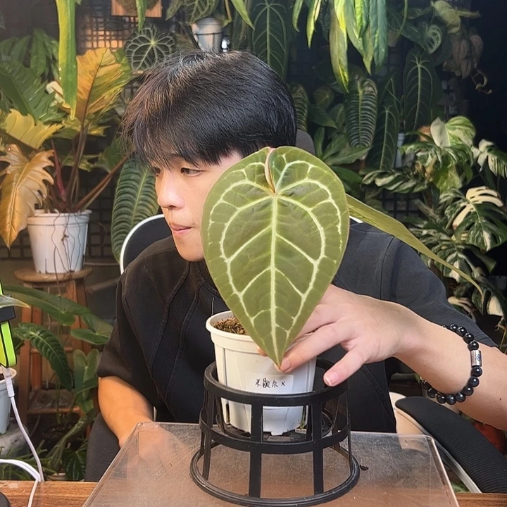 秋***生完全开放一物一拍Q29