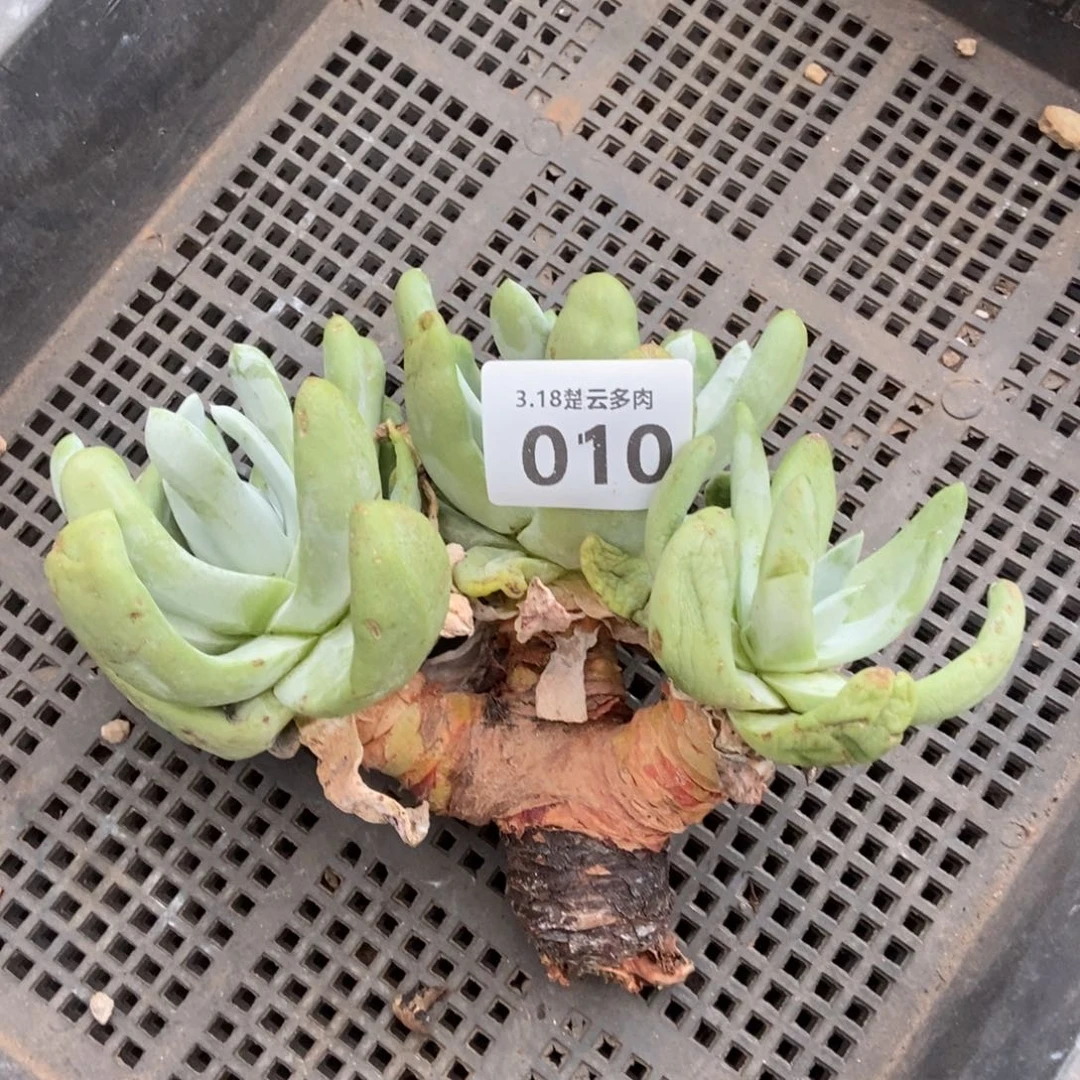 010多肉植物啦啦啦啦