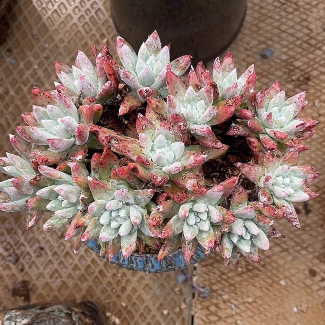 【闪购商品】法瑞杂交