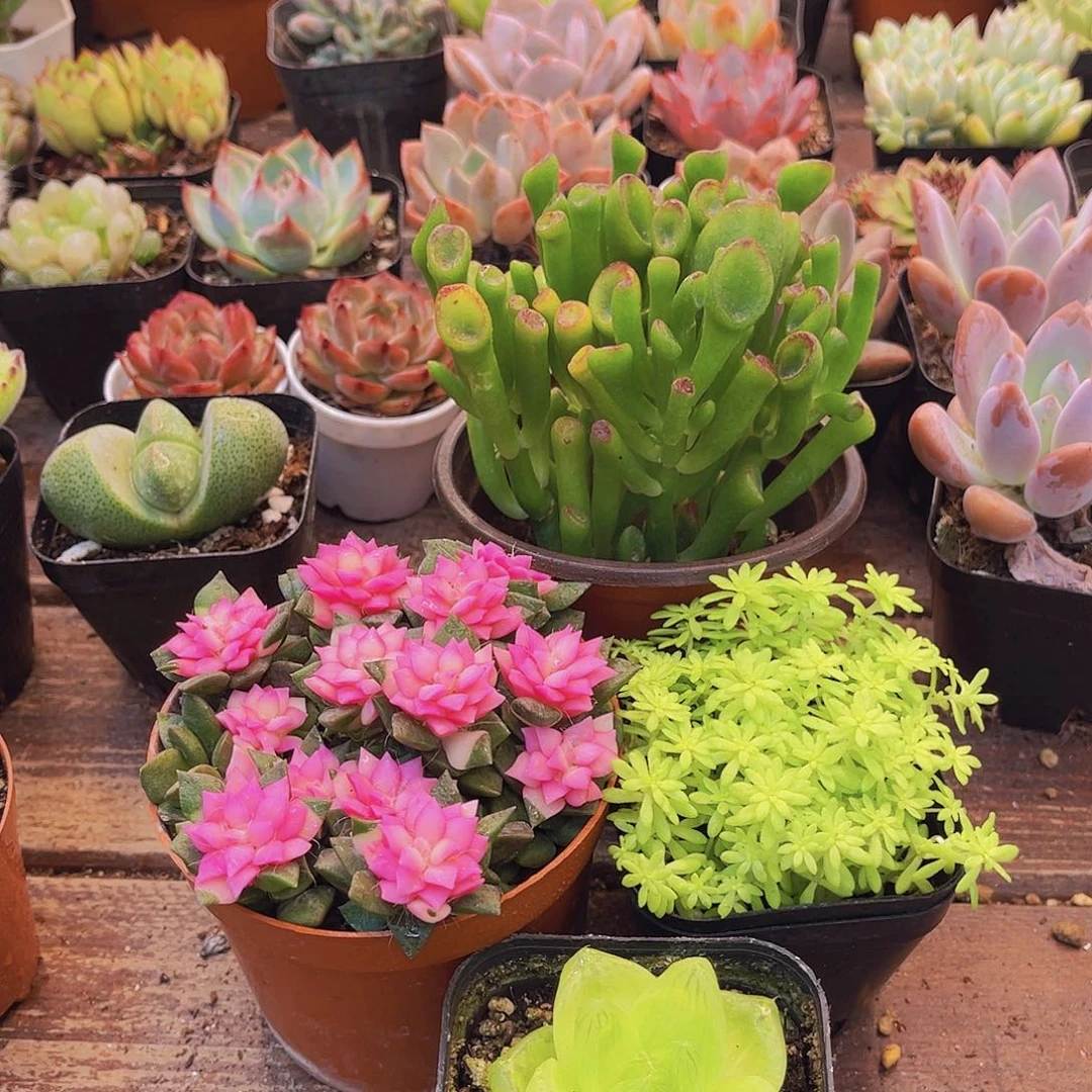 吸财树➕吹雪➕黄金草➕黄金玉露