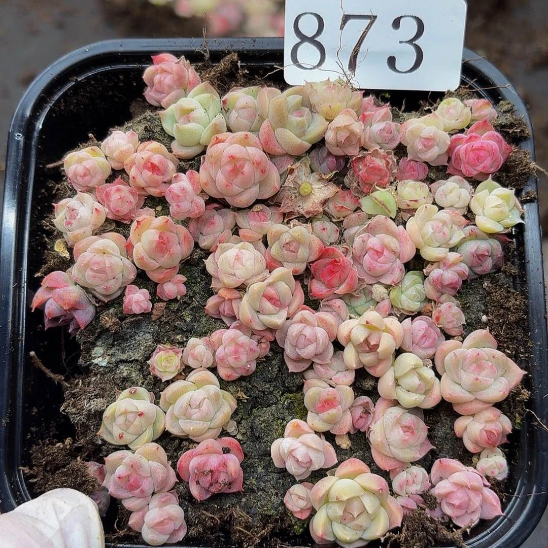 多肉植物多肉植物873