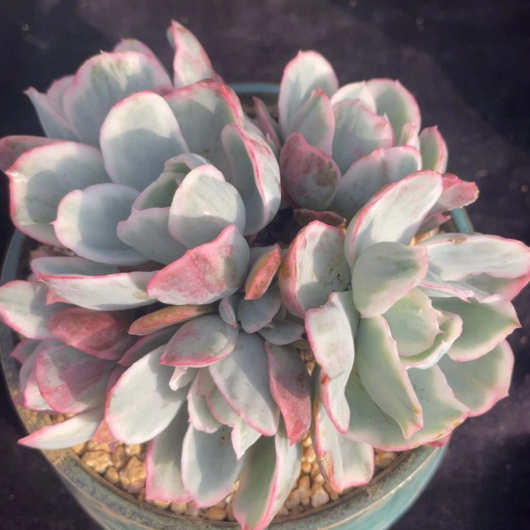 伯克利锦群生多肉植物老桩