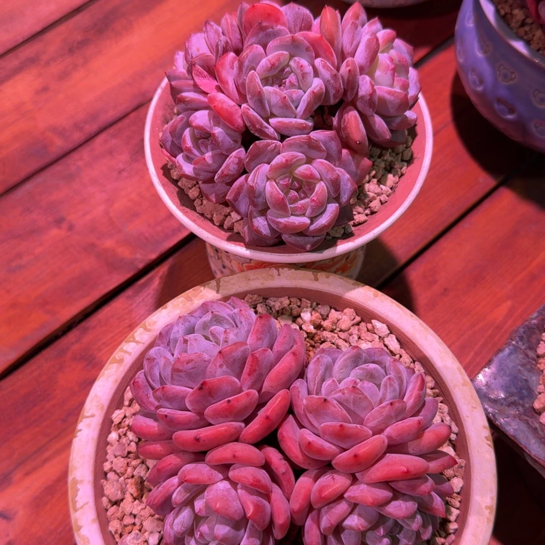 就娜样吧橙梦露2颗
