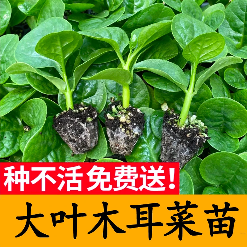 木耳菜辣椒茄子蔬菜苗秧苗开春福利四季寿光基地直发