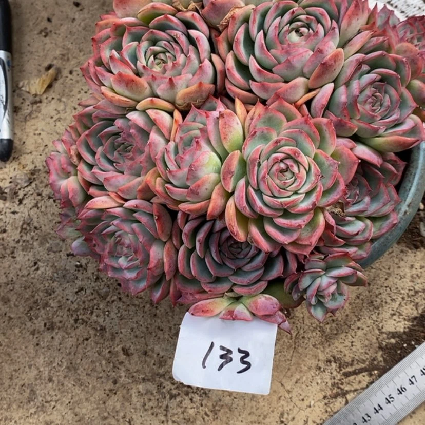 【闪购商品】随**-多肉植物