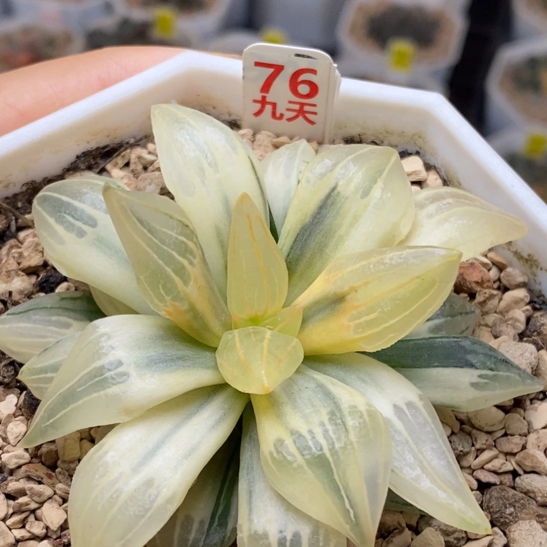 76号糊斑西瓜寿锦多肉
